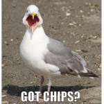 SaIty seagullss