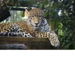Jaguar Fierce