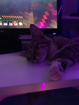 kitty squad rofl