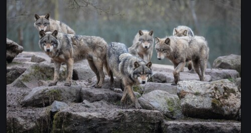 Howlers
