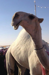 منور قروب يا ماجد