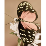 Pink Butterflies with Flowers