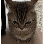 Catgruppa Games