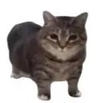 “ᴋɪᴋᴏ!”