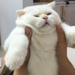 * ~~ cats <3 ~~ *