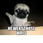 LETS GO PUPPIES