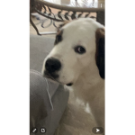 Dogsaresoamazing
