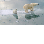 Polar plays Roblox