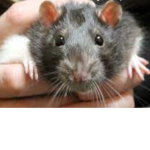 RAT SQUAD and rats are adorable