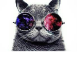 cat with fidgets group!
