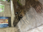 Can I have a Tiger for dinner
