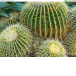 The Cacti’s