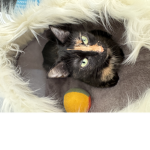 Die Hasen Und Katzen Gruppe