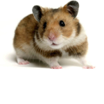 Hamster bones