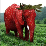 Glass bridge [Strawberry Elephant]