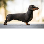 Sausage dog group!