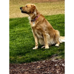 The doge group 3