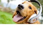 Dogs, Dogs, Dogs