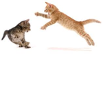 Warrior cats Is the best ever wolf