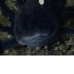 Da group of Axolotls
