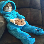 Fans de Gaticos cute :3