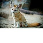 Ze FennecFox group