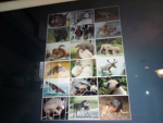 The super fun Animal group