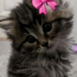 hai