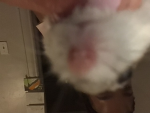 Vviivii