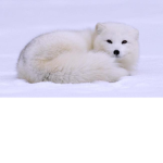 Da Bloody Fox