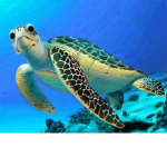 South Delta Turtles