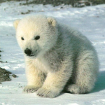 Polar Bear Arctics