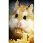 The Hamsters Only Group