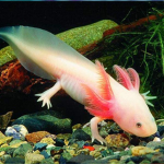 Axolotl Gamerz