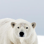 PolarBear gaming Fan Group!