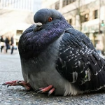 Pidgeon cult