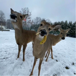 mwww