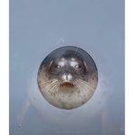 There is no Reason to This Group