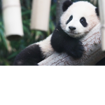 The Famous Panda Robloxians