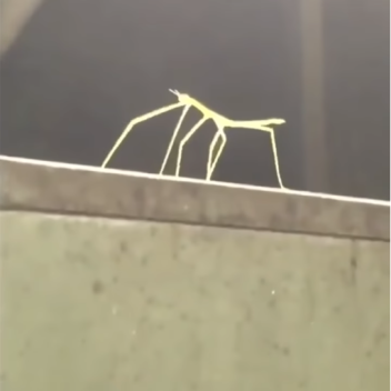 Get stick bugged lol