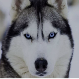 Huskie hangout