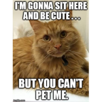 THOMAS DA CAT OFFICIAL GROUP !