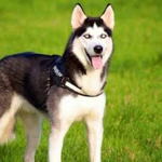 Huskies ♡