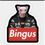 The bingus team