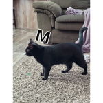 The mr magoo the kitty supporting program.