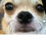 chippu