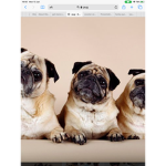 #puggie squad