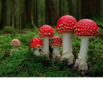 MuuushRoom Man