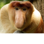 Baboonery