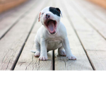 #dog are cute